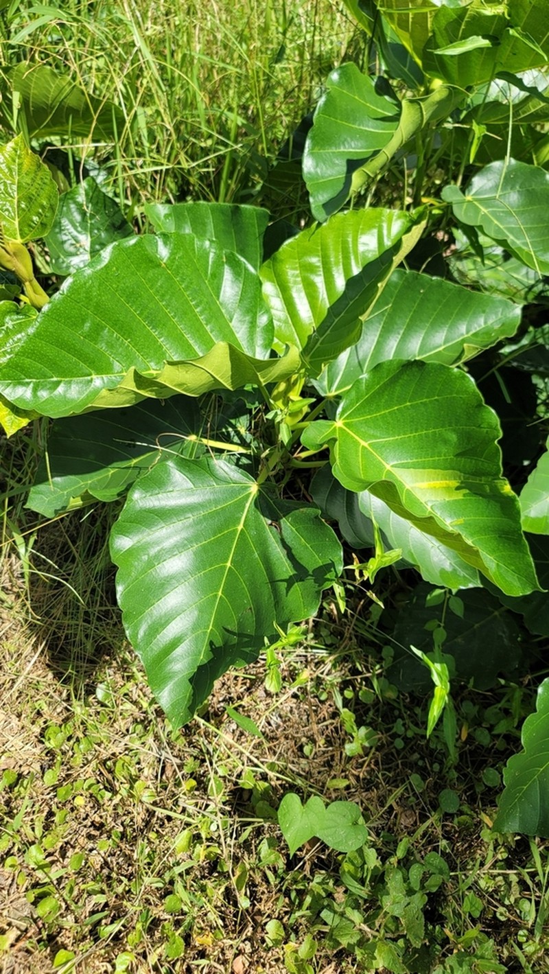 Poikilospermum acuminatum