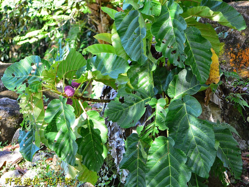 Poikilospermum acuminatum photo 2