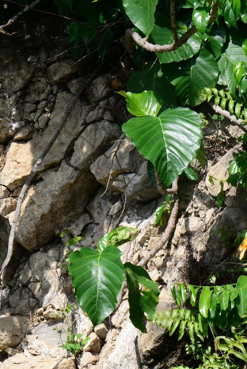 Poikilospermum acuminatum photo 3