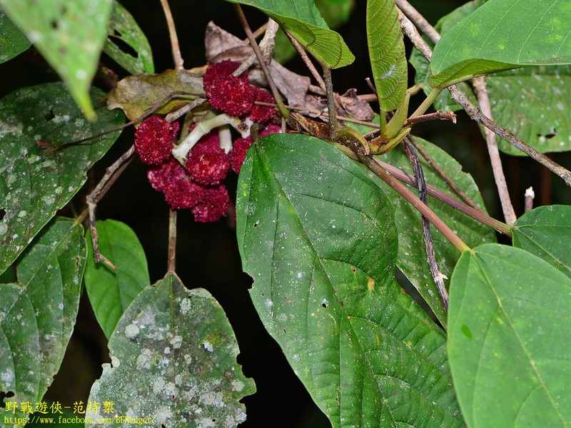 Poikilospermum acuminatum photo 4