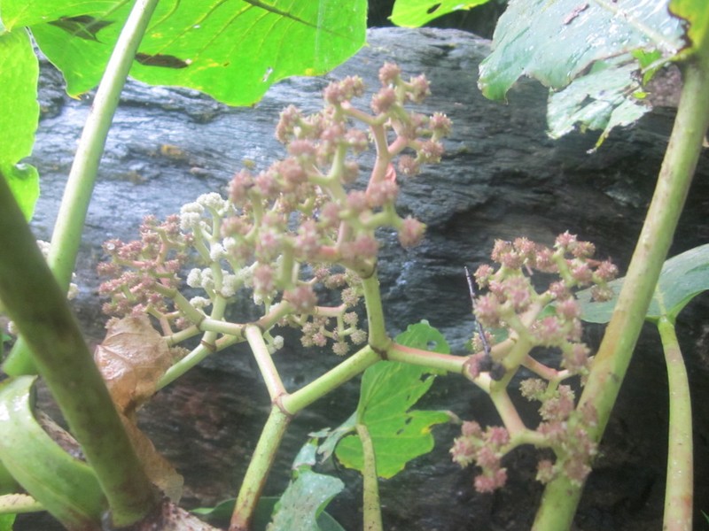 Poikilospermum acuminatum photo 5