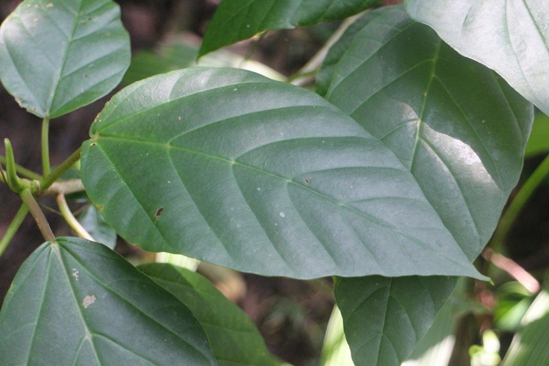 Poikilospermum acuminatum photo 6