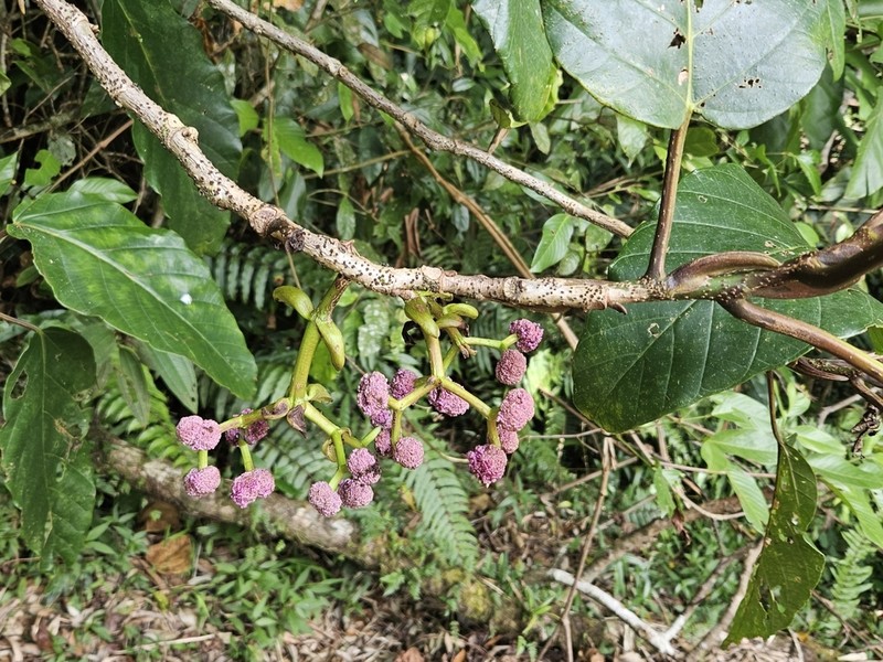 Poikilospermum acuminatum photo 7