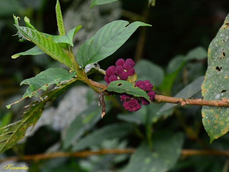 Poikilospermum acuminatum photo 8
