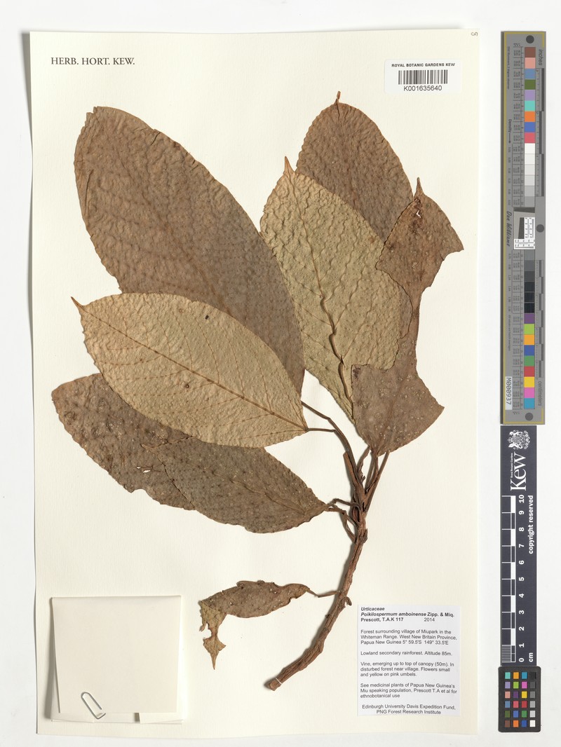 Poikilospermum amboinense
