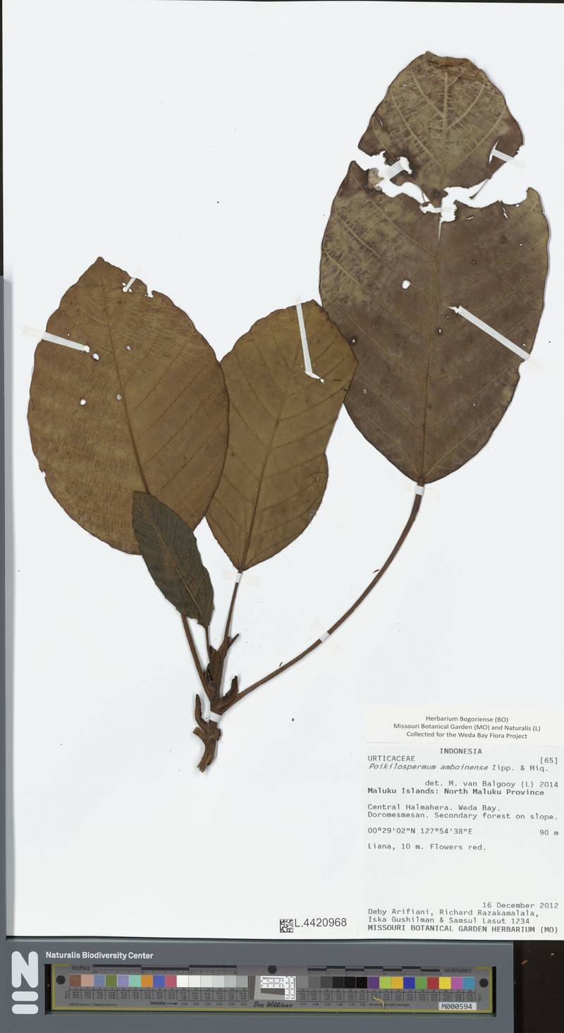 Poikilospermum amboinense photo 2