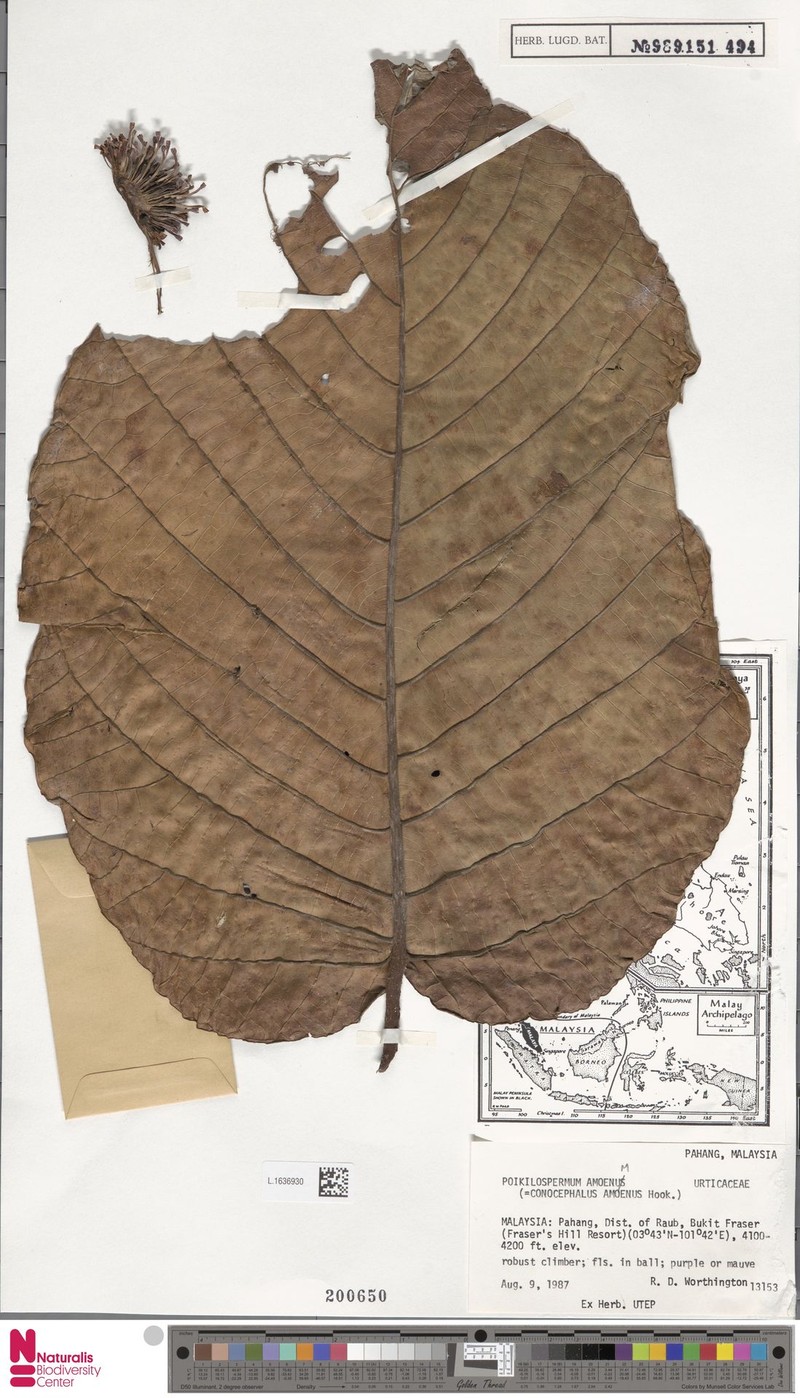 Poikilospermum amoenum