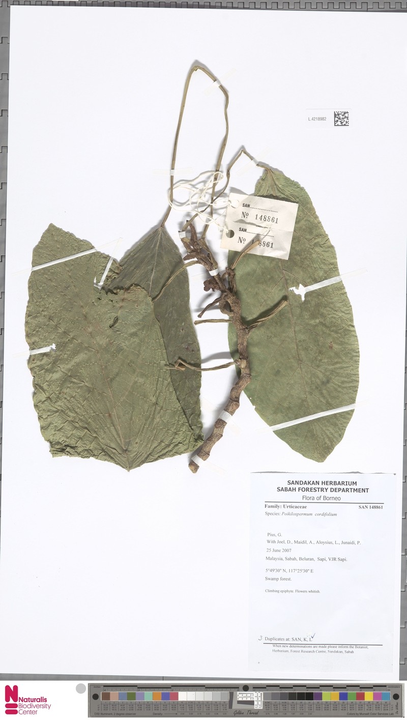 Poikilospermum cordifolium