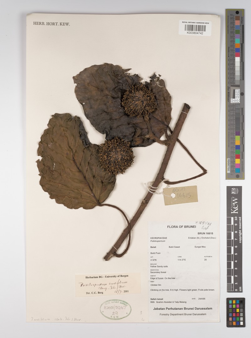 Poikilospermum cordifolium photo 2