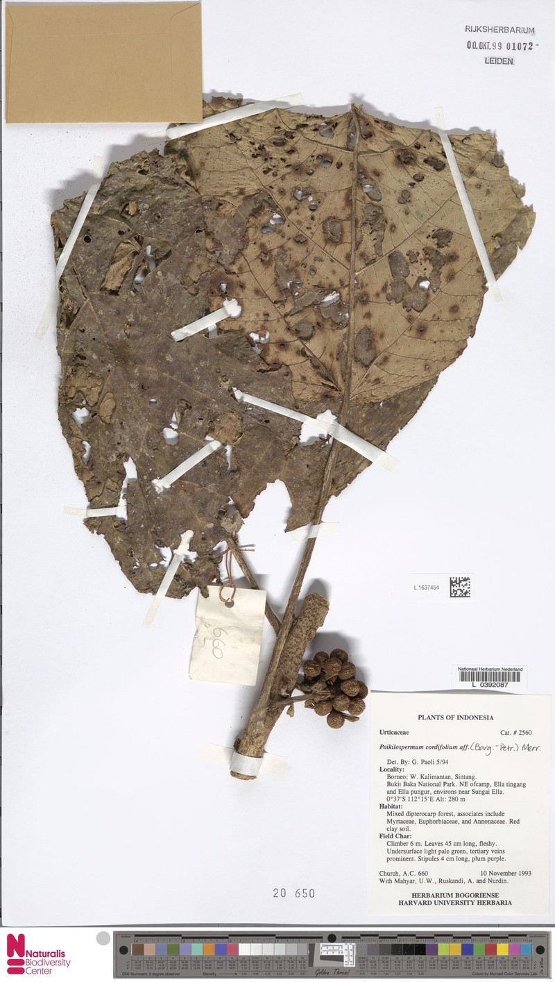 Poikilospermum cordifolium photo 3