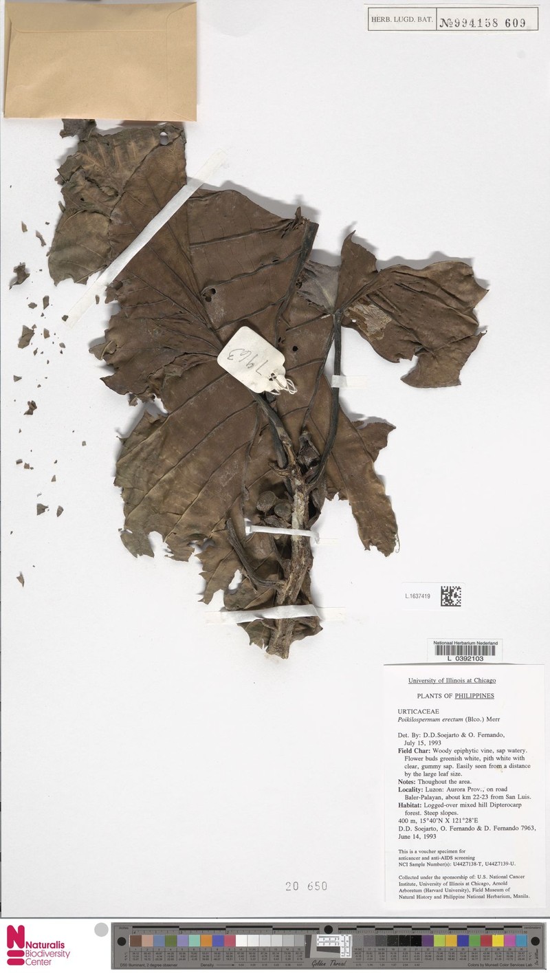 Poikilospermum erectum