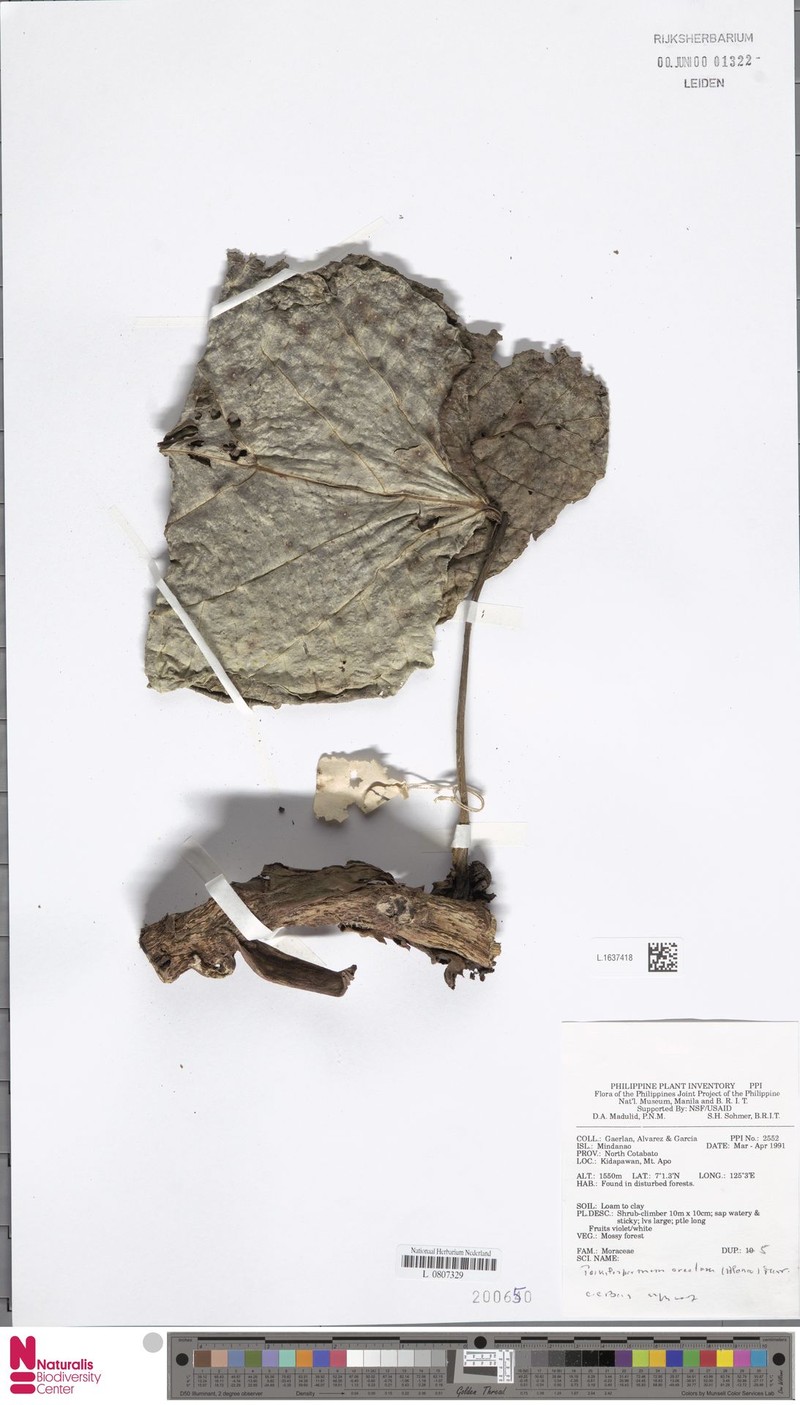 Poikilospermum erectum photo 2