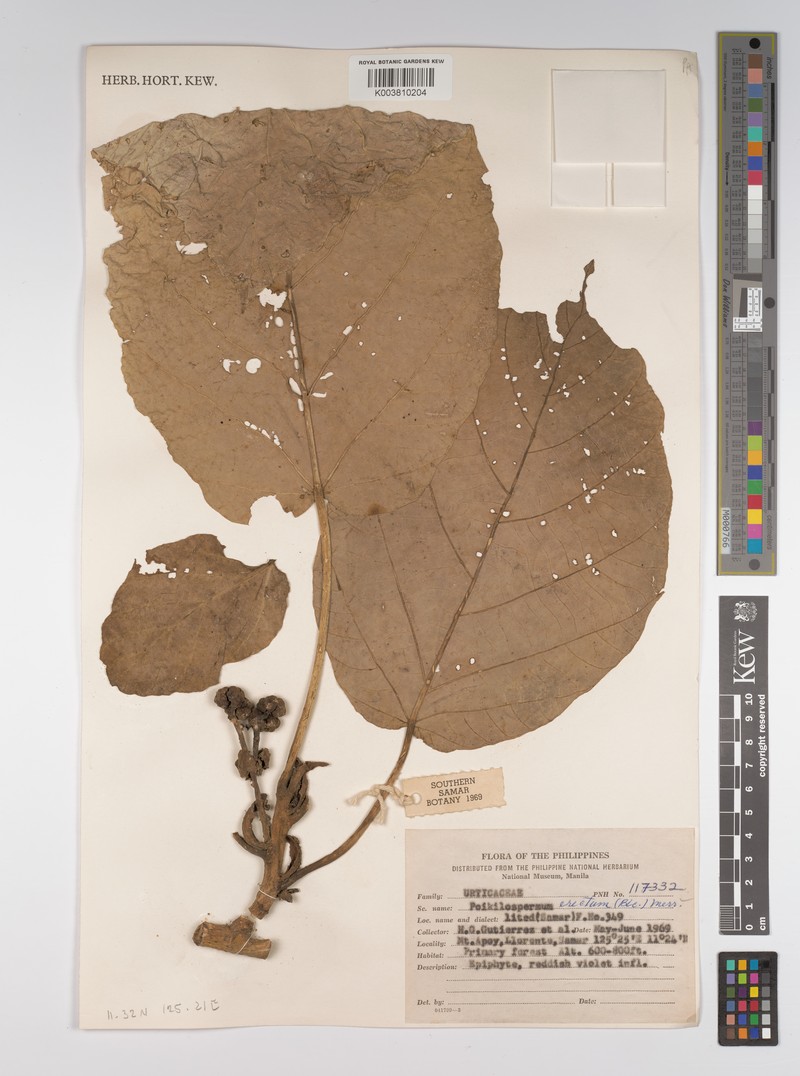 Poikilospermum erectum photo 3