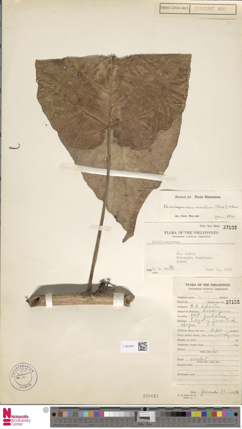Poikilospermum erectum photo 4