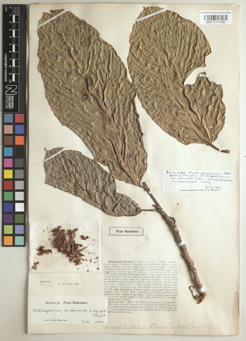 Poikilospermum forbesii