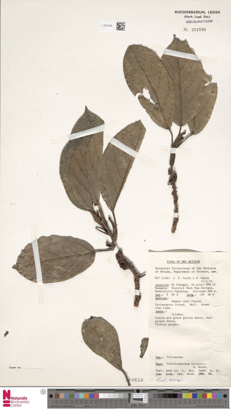 Poikilospermum hirsutum