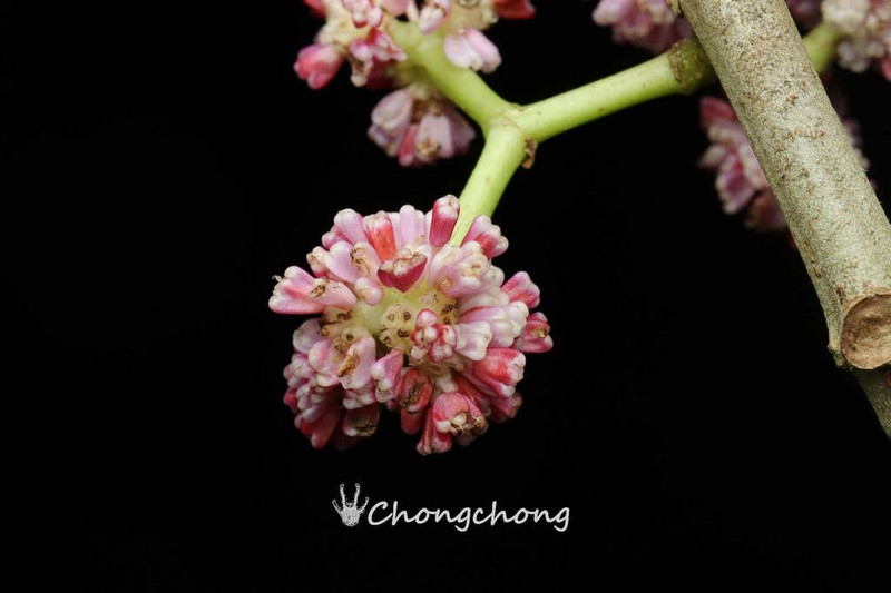 Poikilospermum lanceolatum
