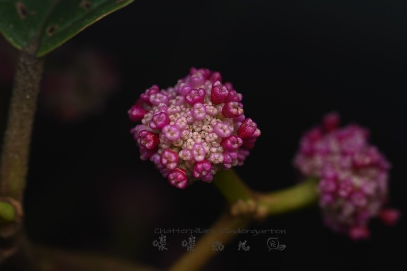 Poikilospermum lanceolatum photo 2
