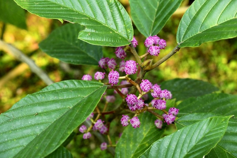 Poikilospermum lanceolatum photo 3