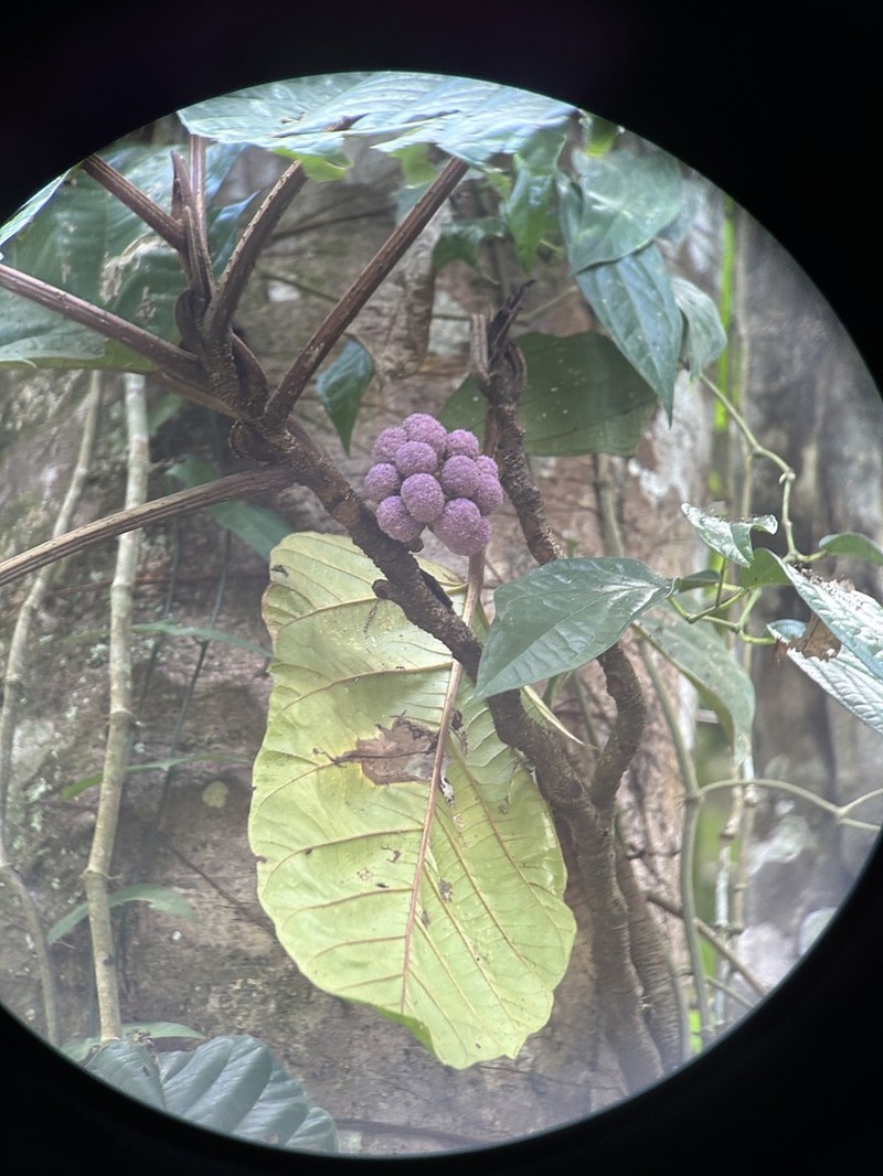 Poikilospermum lanceolatum photo 4