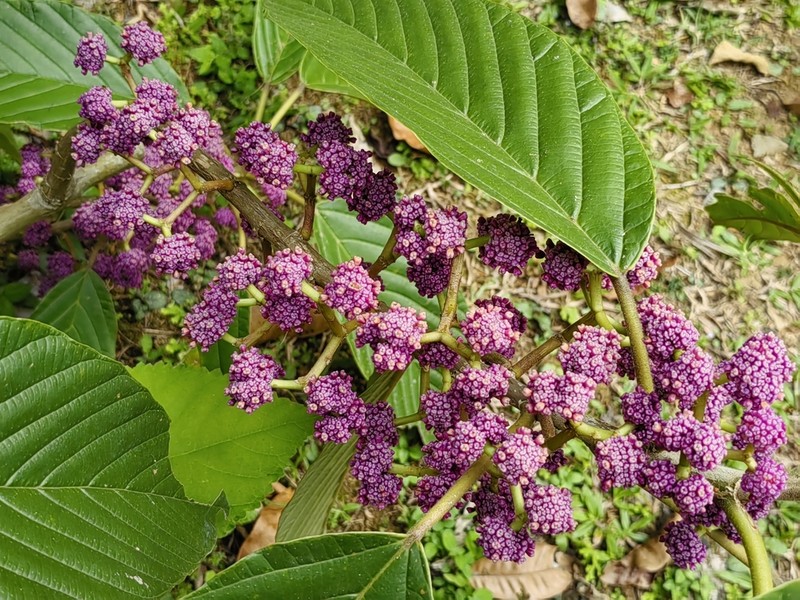 Poikilospermum lanceolatum photo 5