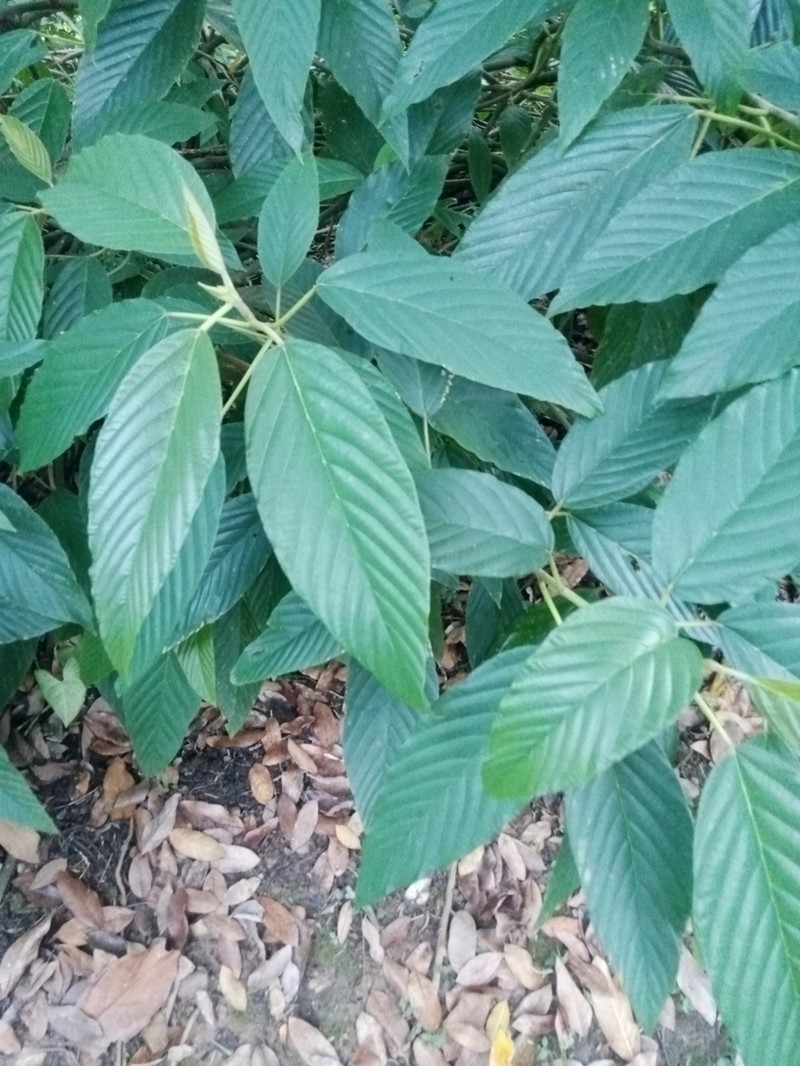 Poikilospermum lanceolatum photo 6