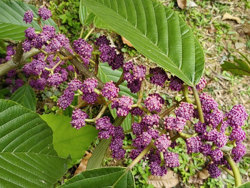 Poikilospermum lanceolatum photo 7