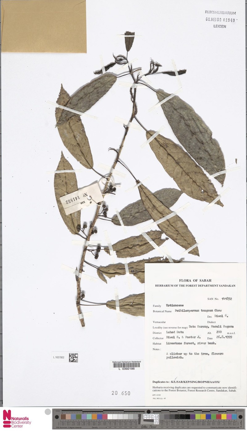 Poikilospermum micranthum