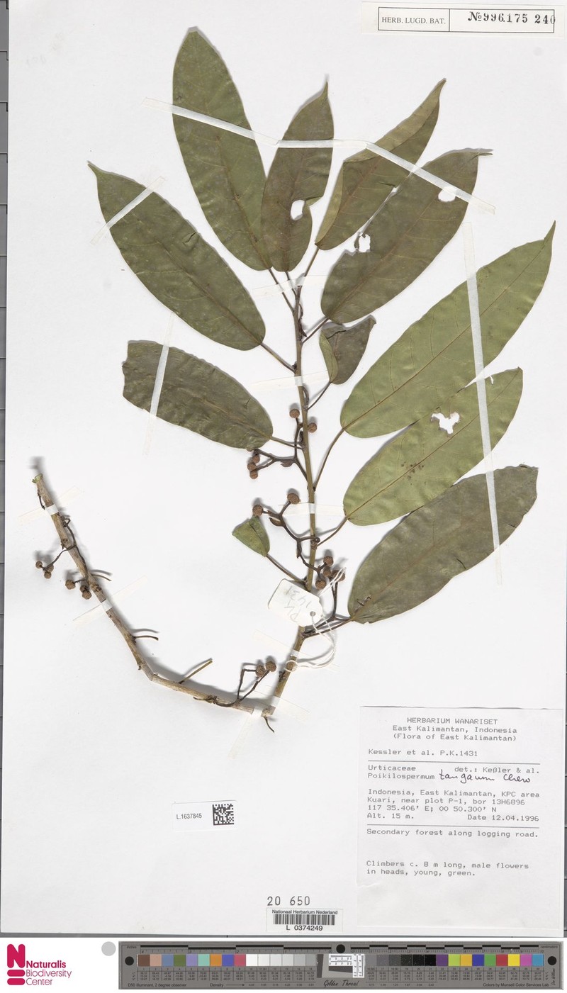 Poikilospermum micranthum photo 2
