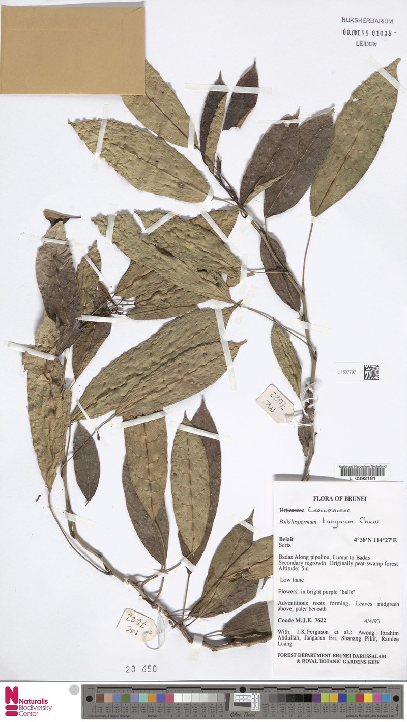 Poikilospermum micranthum photo 3