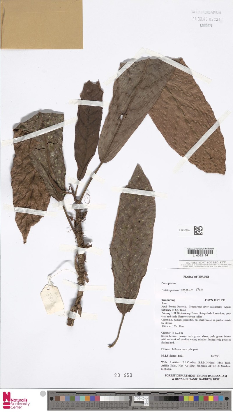 Poikilospermum micranthum photo 4