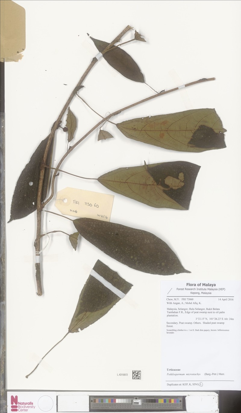 Poikilospermum microstachys