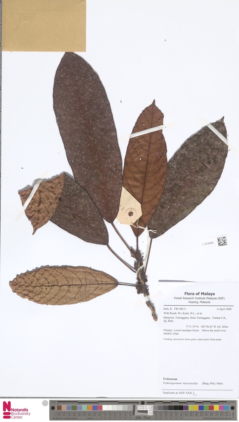 Poikilospermum microstachys photo 3