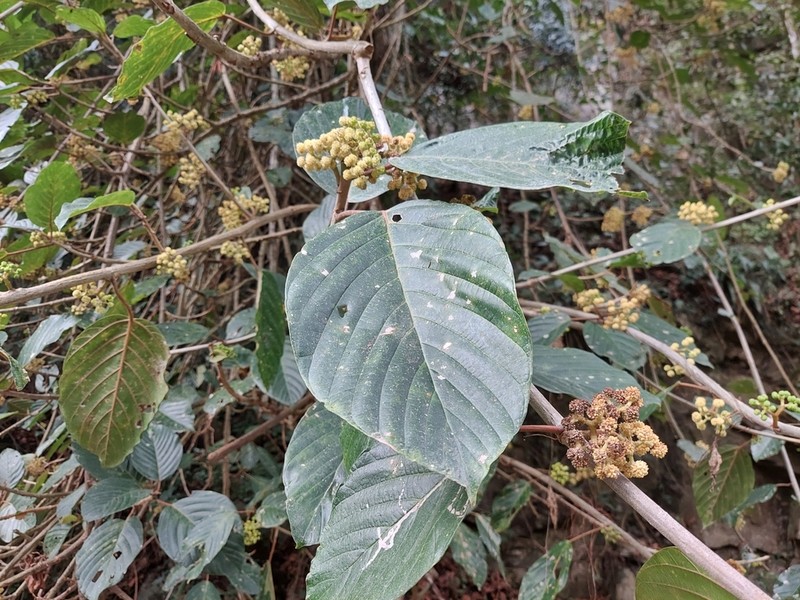Poikilospermum naucleiflorum