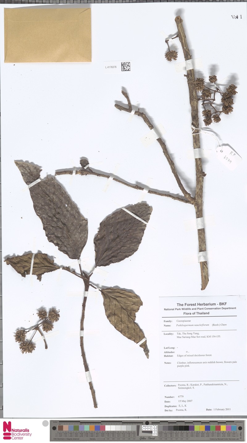 Poikilospermum naucleiflorum photo 2