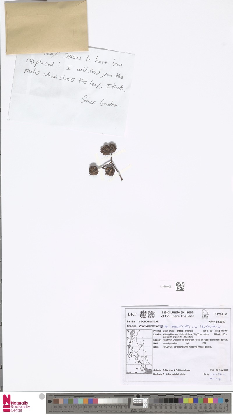 Poikilospermum naucleiflorum photo 3
