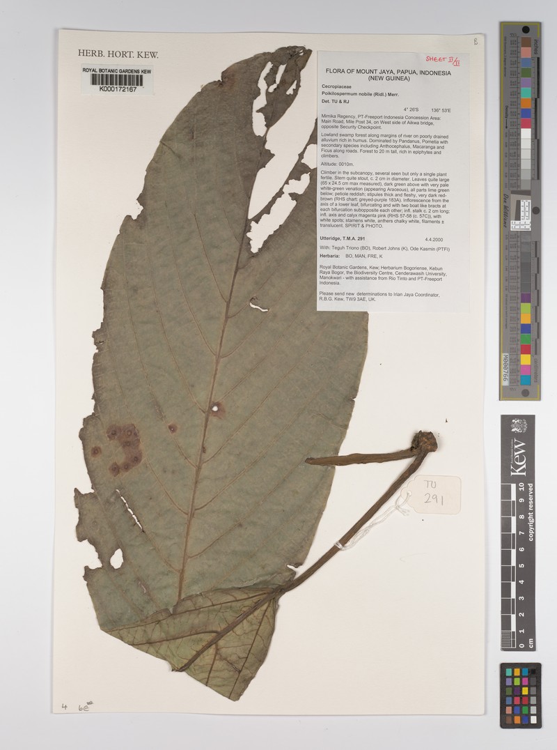 Poikilospermum nobile