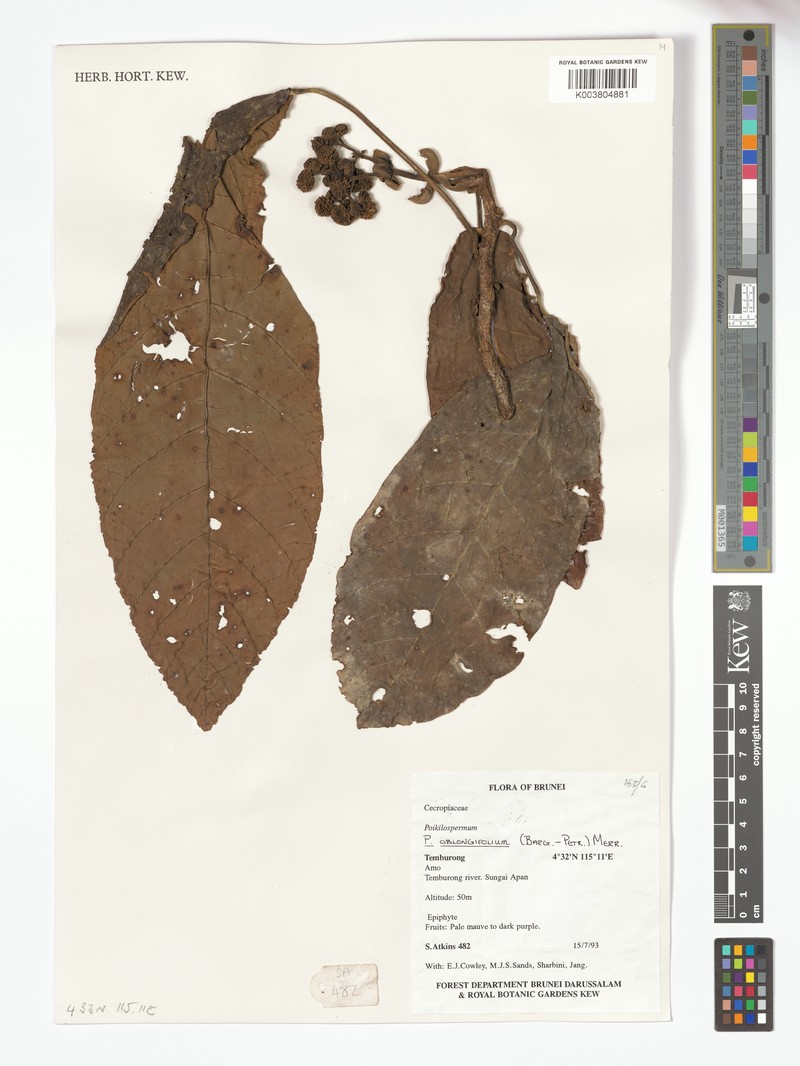 Poikilospermum oblongifolium photo 3