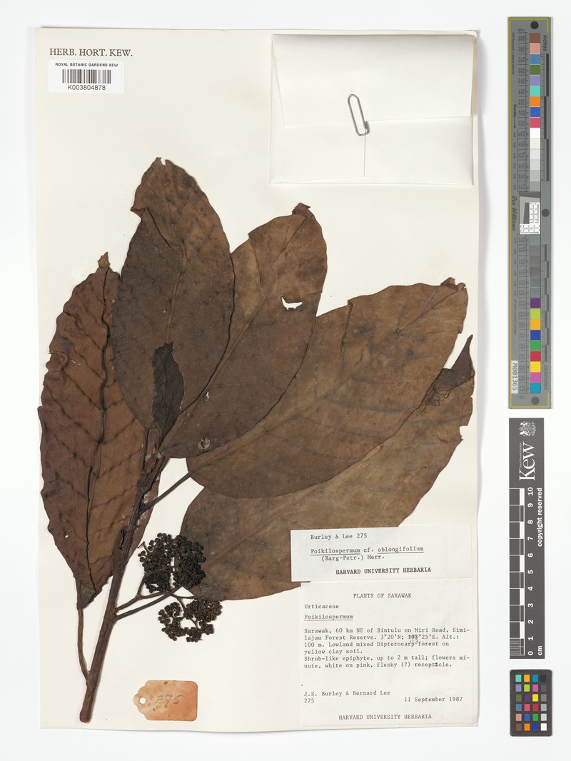 Poikilospermum oblongifolium photo 4
