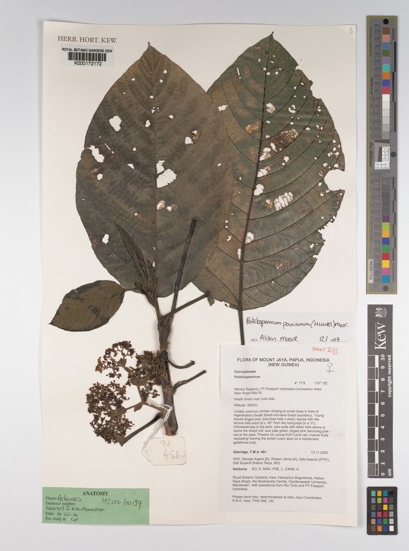 Poikilospermum paxianum photo 2
