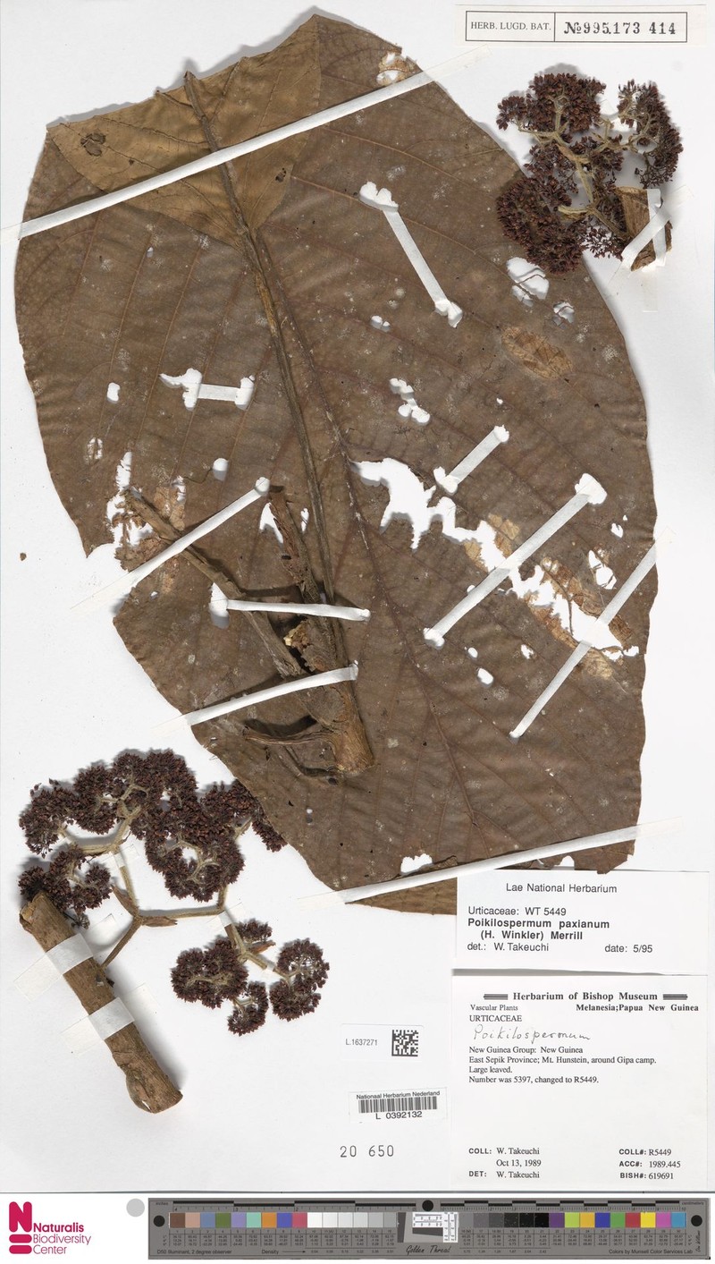 Poikilospermum paxianum photo 3