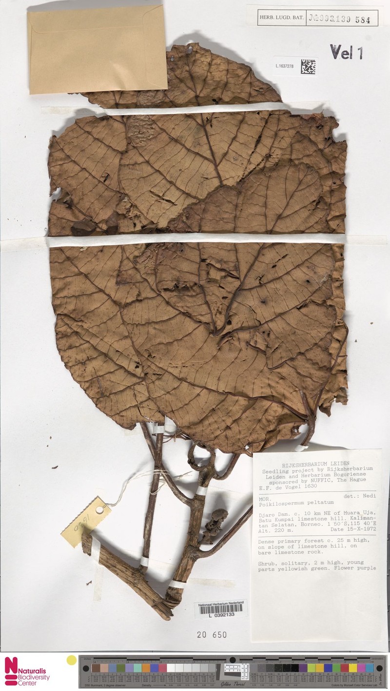 Poikilospermum peltatum