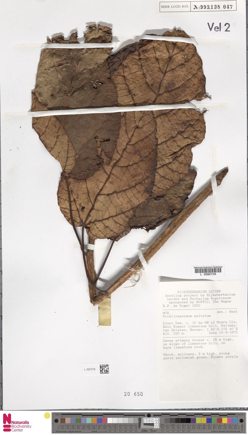 Poikilospermum peltatum photo 2