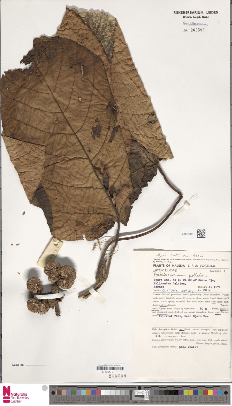Poikilospermum peltatum photo 3
