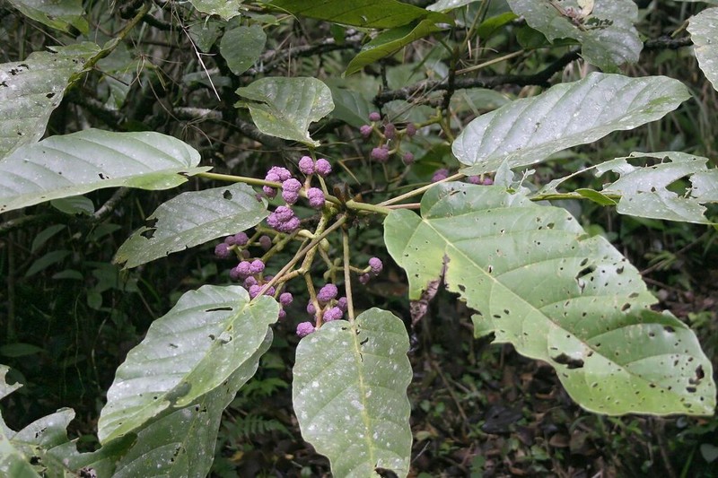 Poikilospermum scabrinervium