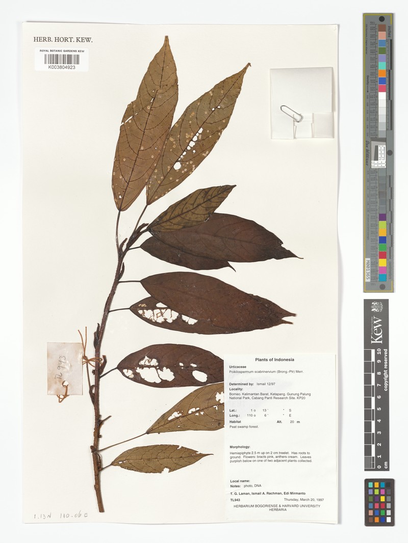 Poikilospermum scabrinervium photo 4
