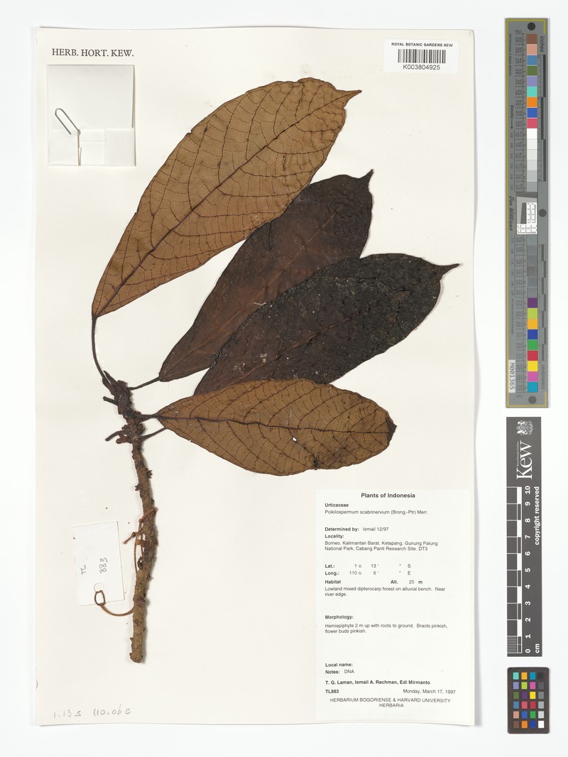Poikilospermum scabrinervium photo 5