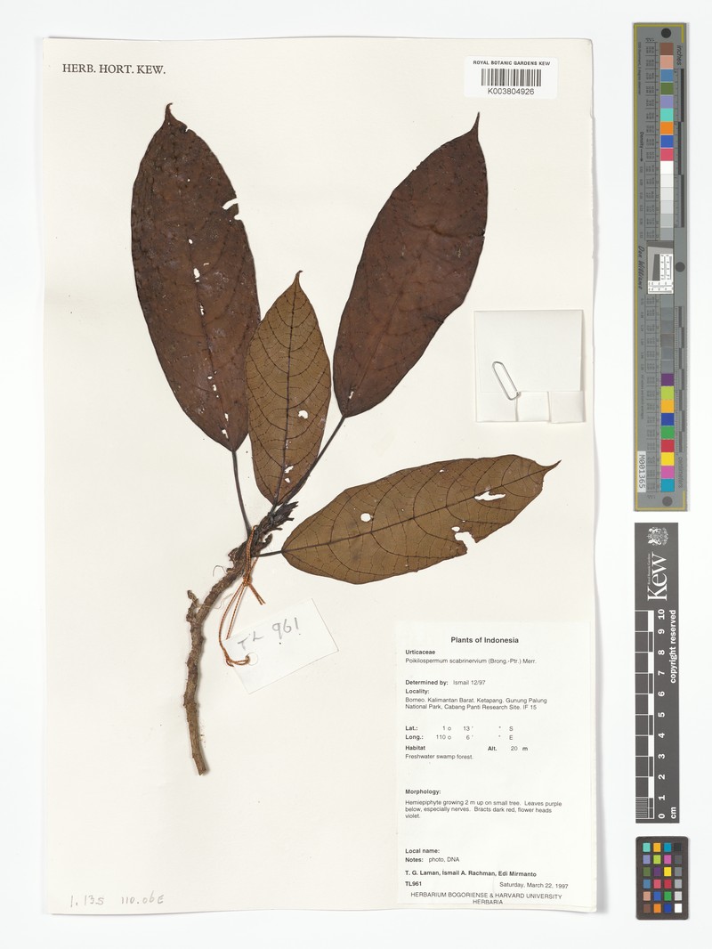 Poikilospermum scabrinervium photo 6