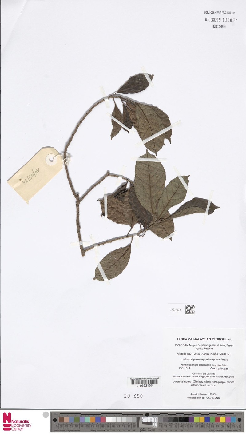 Poikilospermum scortechinii