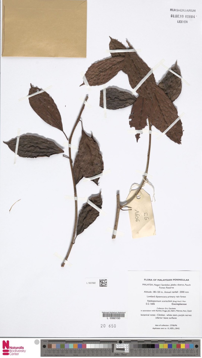 Poikilospermum scortechinii photo 2